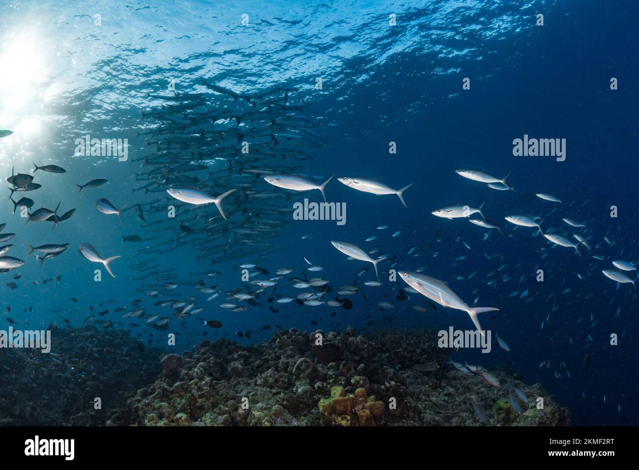 Tropische Fischschule über tropischem Korallenriff Stockfoto