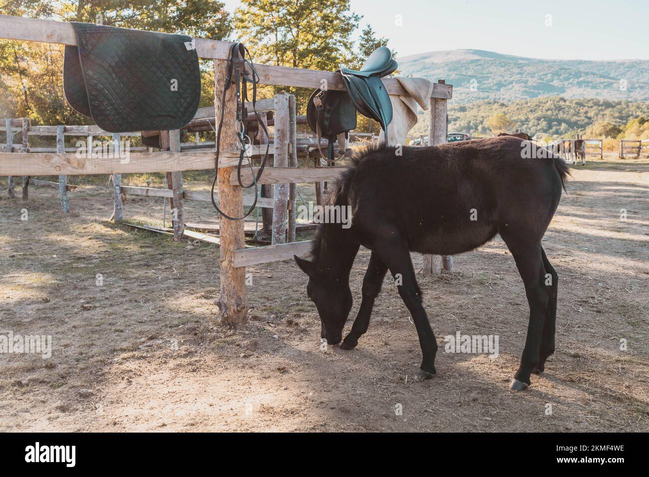 Ein kleines schwarzes Pferd, das am Zaun auf der Pferdefarm steht Stockfoto