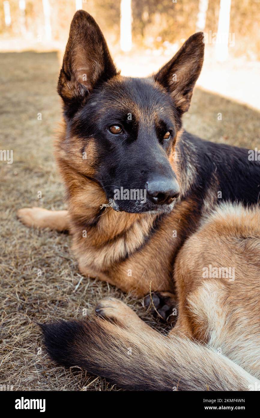 Süßer deutscher Schäferhund im Alarmmodus, der etwas hört Stockfoto