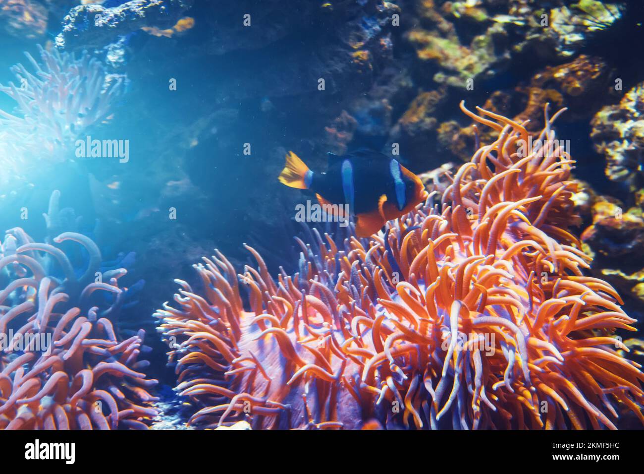 Fische und Polypen mit Korallen im Aquarium Stockfoto