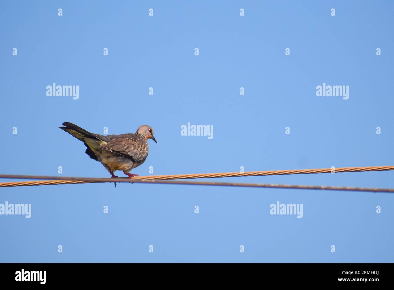 Eine einzige gewöhnliche Taube (Streptopelia turtur ), hoch oben an einem Seil, und ein blauer Himmel im Hintergrund Stockfoto Eine einzige gewöhnliche Taube (Streptopelia turtur ), hoch oben an einem Seil, und ein blauer Himmel im Hintergrund Stockfoto