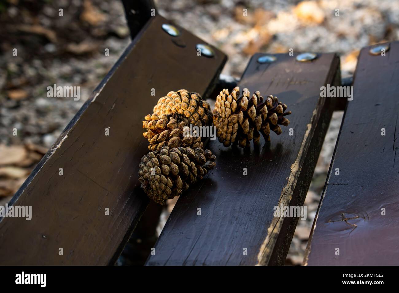 Die Hütchen auf der Bank, Conus Stockfoto