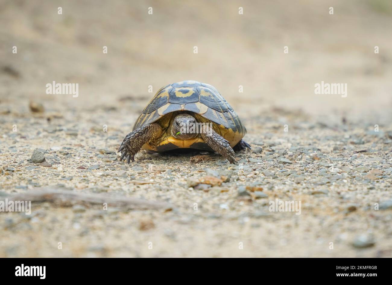 Hermann-Schildkröte, die einen Pfad überquert, Menorca, Balearen, Spanien. Stockfoto