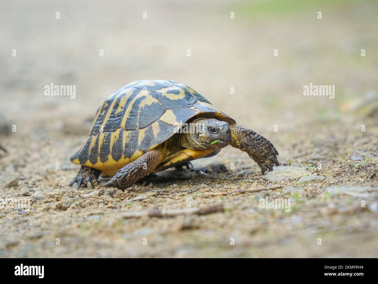 Hermann-Schildkröte, die einen Pfad überquert, Menorca, Balearen, Spanien. Stockfoto