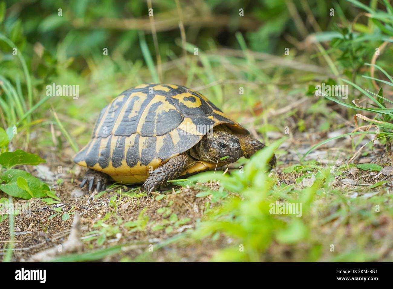 Hermannsschildkröte, die auf Gras neben dem Pfad sucht, Menorca, Balearen, Spanien. Stockfoto