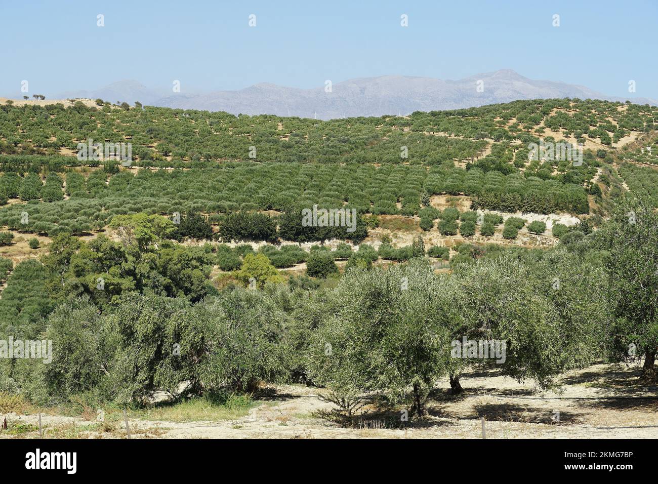 fdige palmlilie entfernen Yucca filamentosa