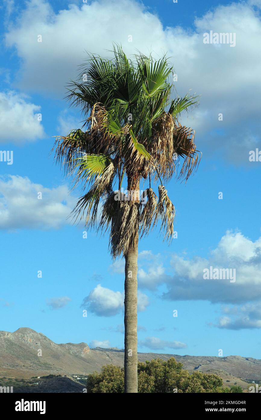Mexikanische Fan Palm, mexikanische washingtonia, mexikanische Washingtonpalme, palmier jupon du Mexique, Washingtonia robusta, Mexikói Washington-pálma, Kreta Stockfoto