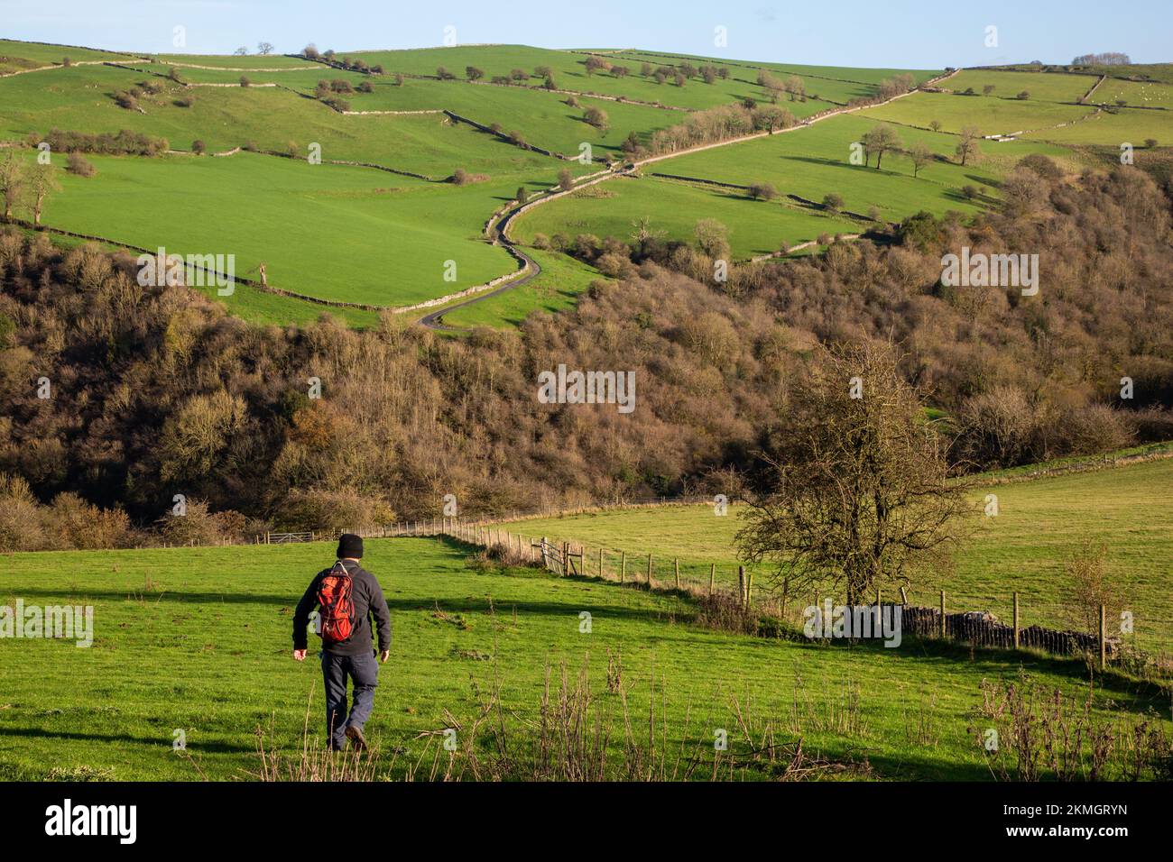 Ein Mann, der im North Staffordshire Peak District über Felder im Verteiler Valley bei Grindon spaziert Stockfoto