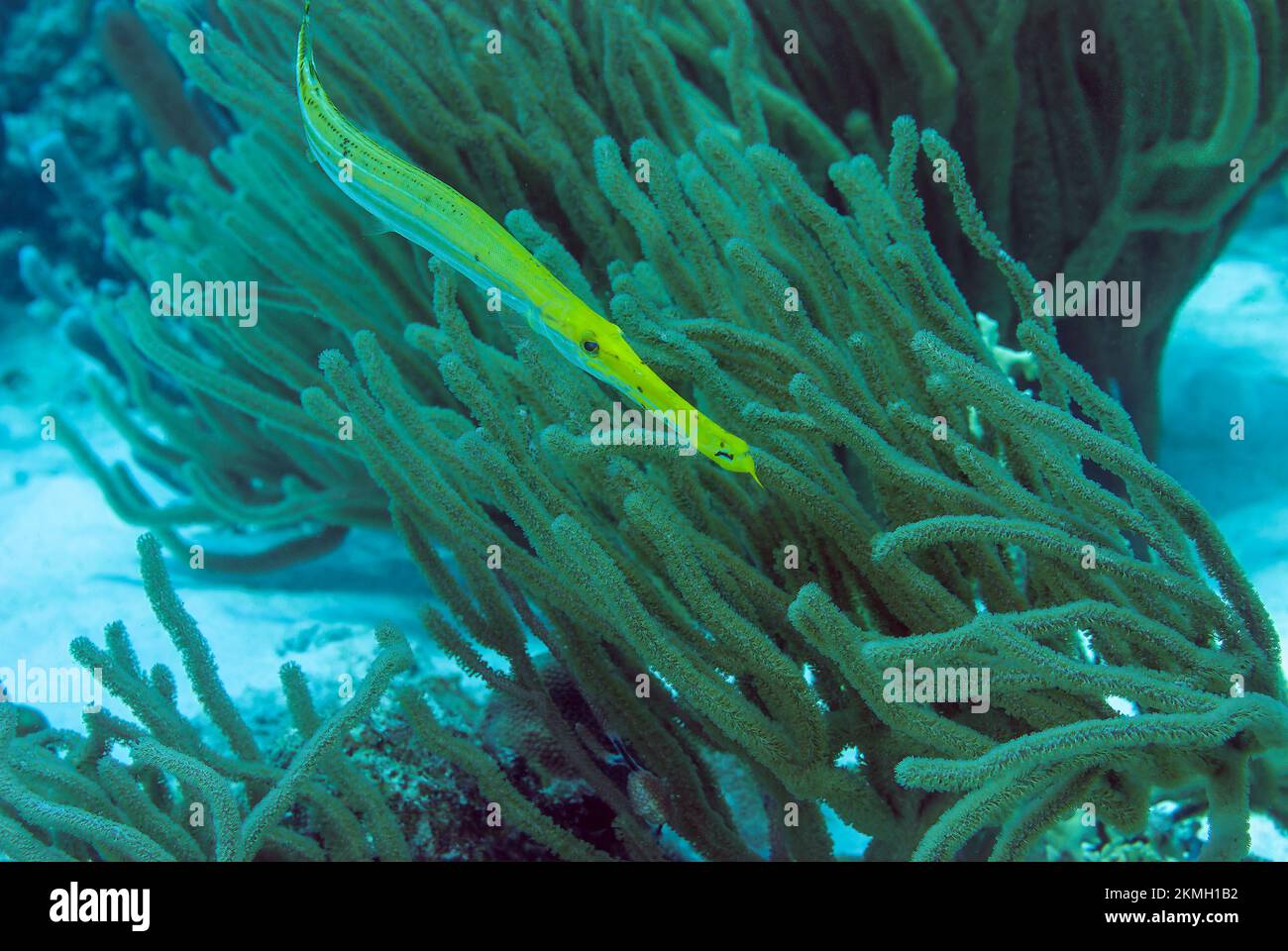 Gelbe Trompetenfische auf einem tropischen Korallenriff im Bonaire Marine Park Stockfoto