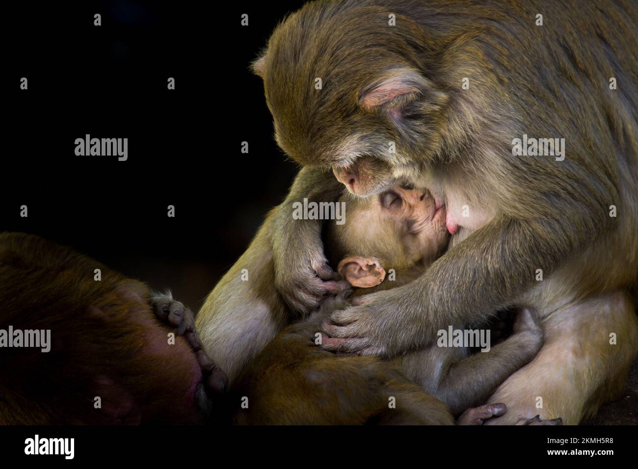 Porträt eines kleinen Rhesus-Macaque-Affen in ihren Mutterarmen, das Muttermilch trinkt, so süß und bezaubernd. Stockfoto