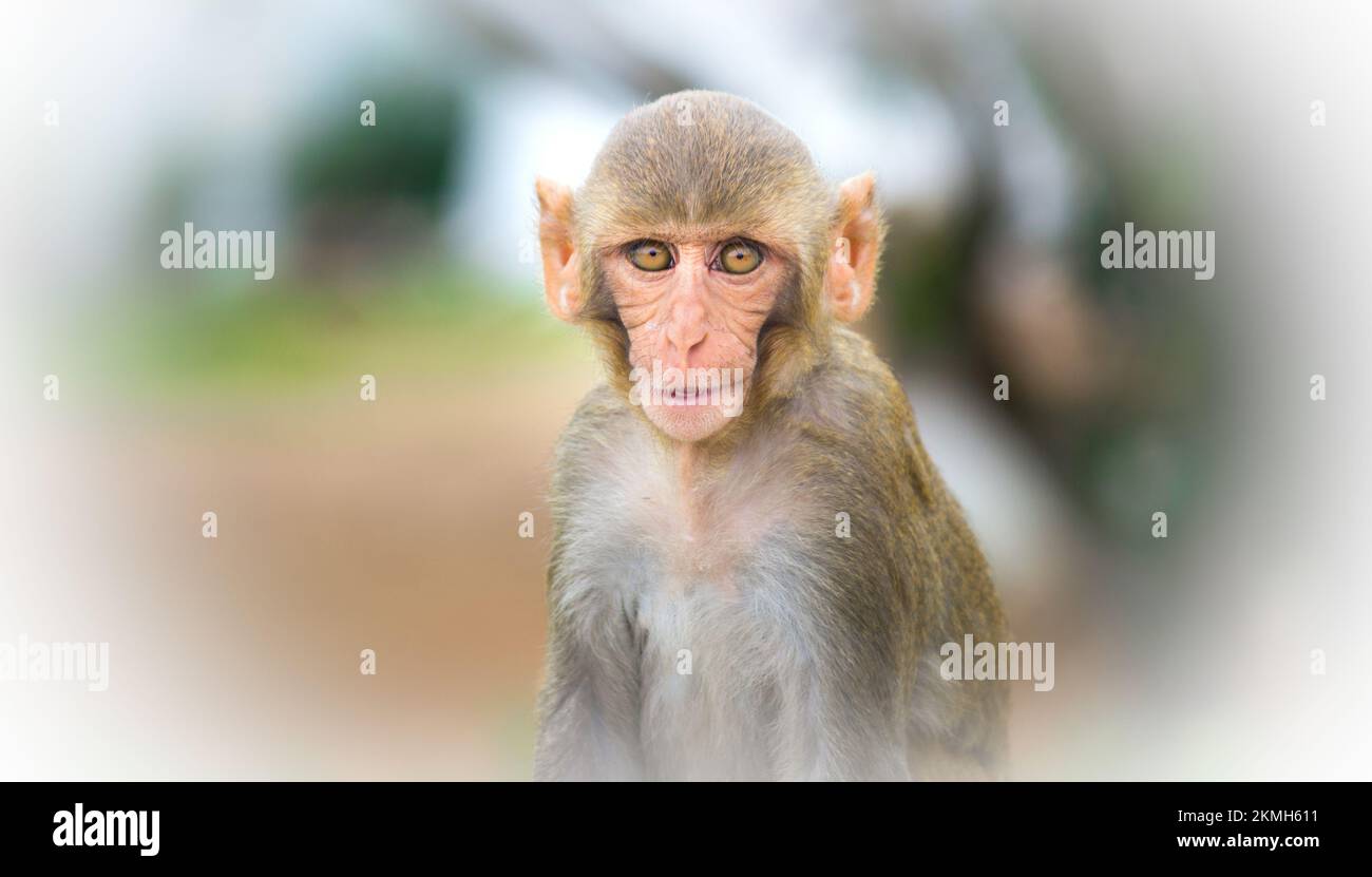 Porträt des Rhesus-Affen, der in die Kamera schaut Stockfoto