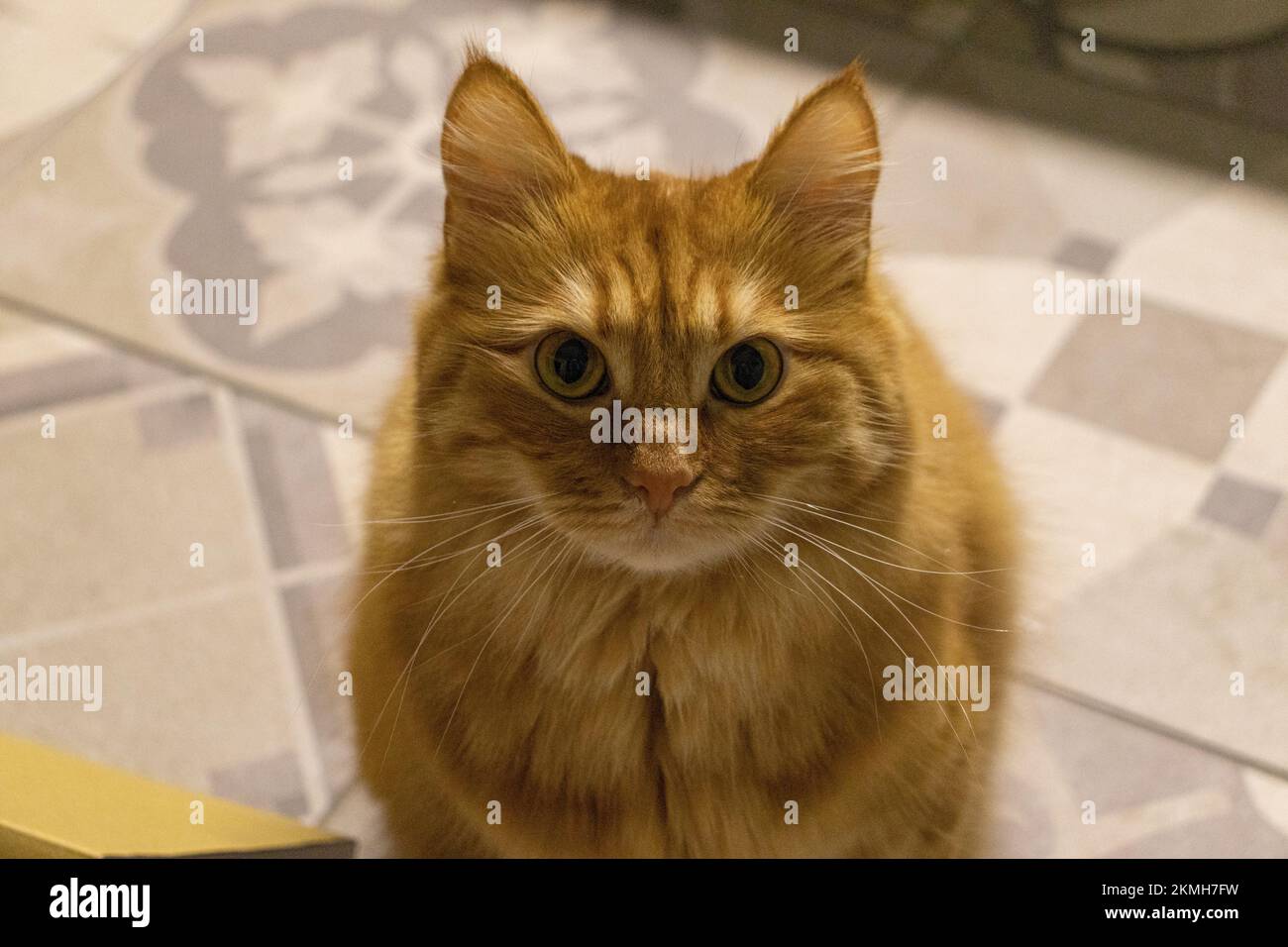 Eine flauschige rote Katze sieht mit offenen Augen aus Stockfoto
