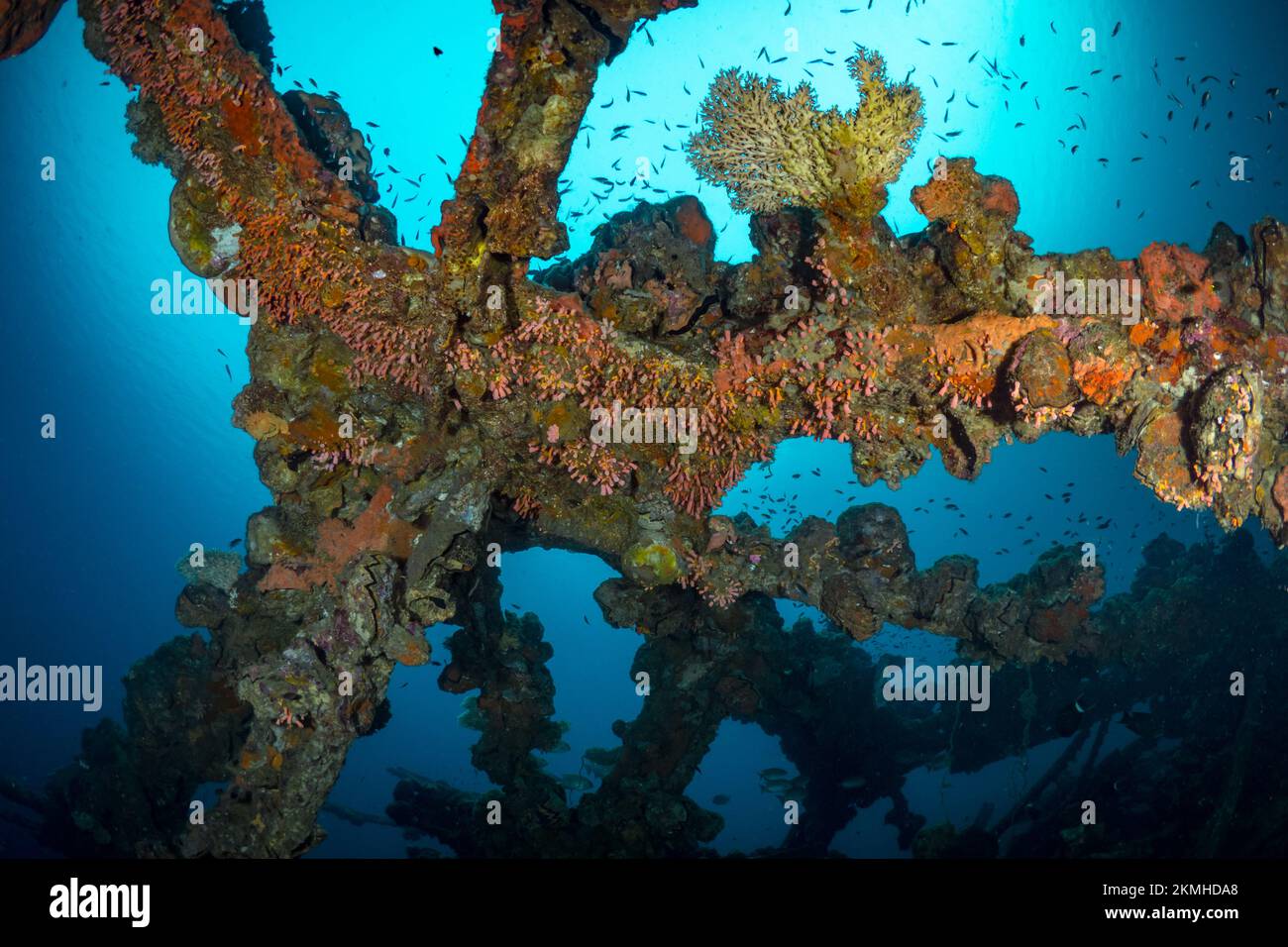 Unterwasserlandschaft mit Korallen, die an den Säulen unter dem Hafen wachsen Stockfoto