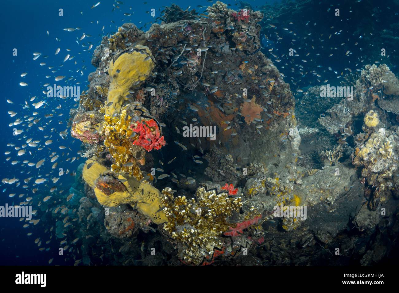 Unterwasserlandschaft mit Korallen, die an den Säulen unter dem Hafen wachsen Stockfoto