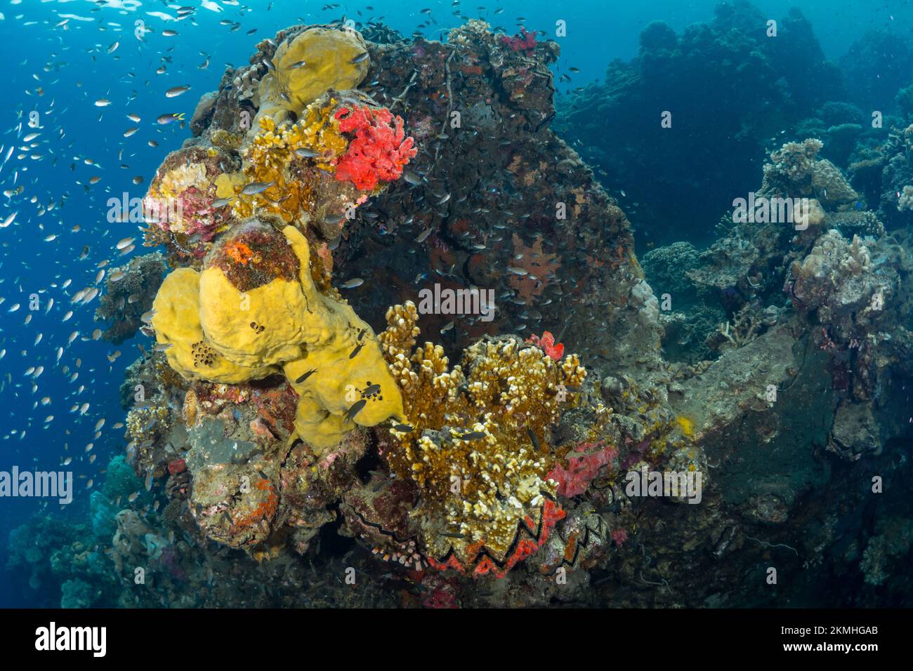 Unterwasserlandschaft mit Korallen, die an den Säulen unter dem Hafen wachsen Stockfoto