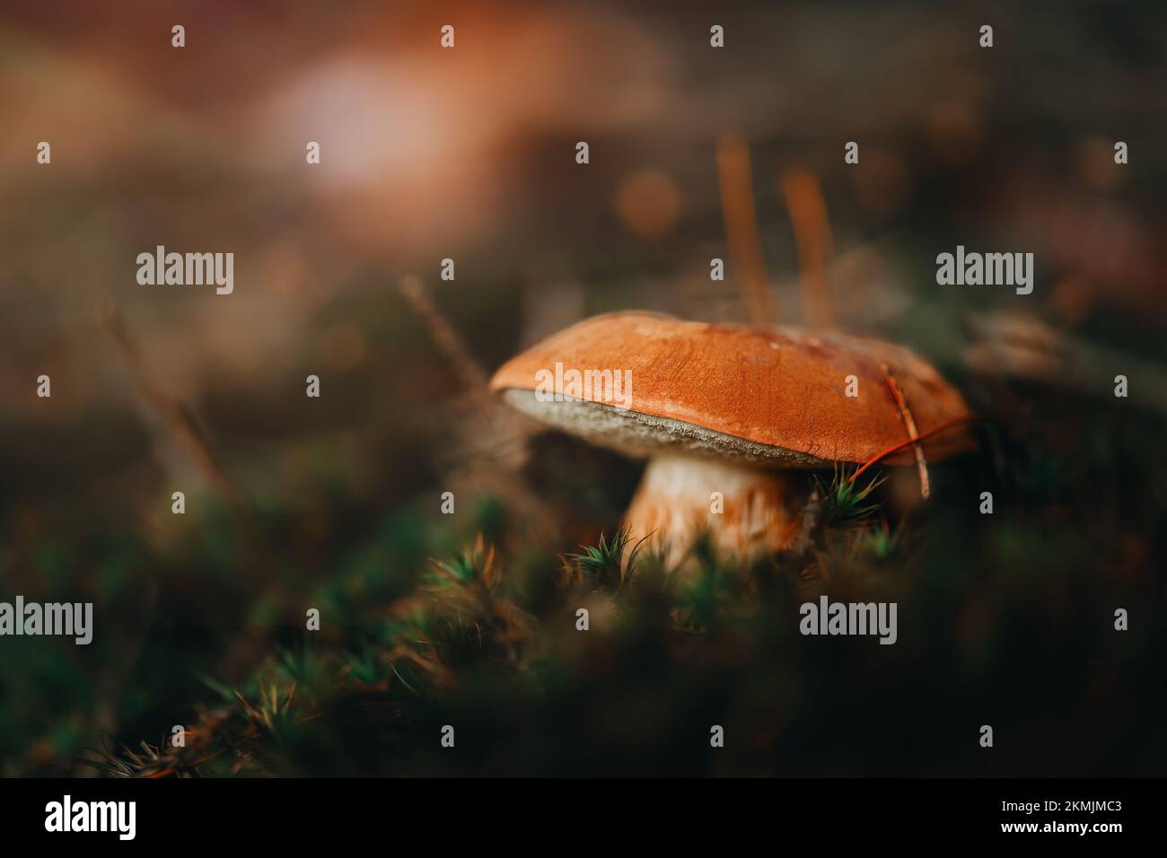 Pilze im Wald Stockfoto