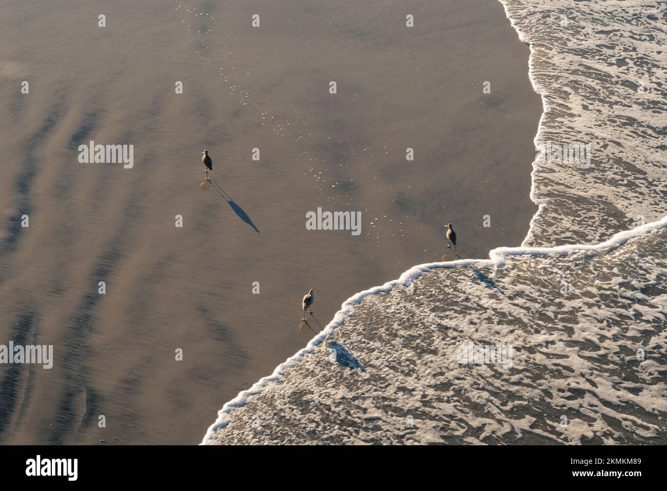Drei gefleckte Sandpipers am Oceanside City Beach in Oceanside, Kalifornien. Stockfoto