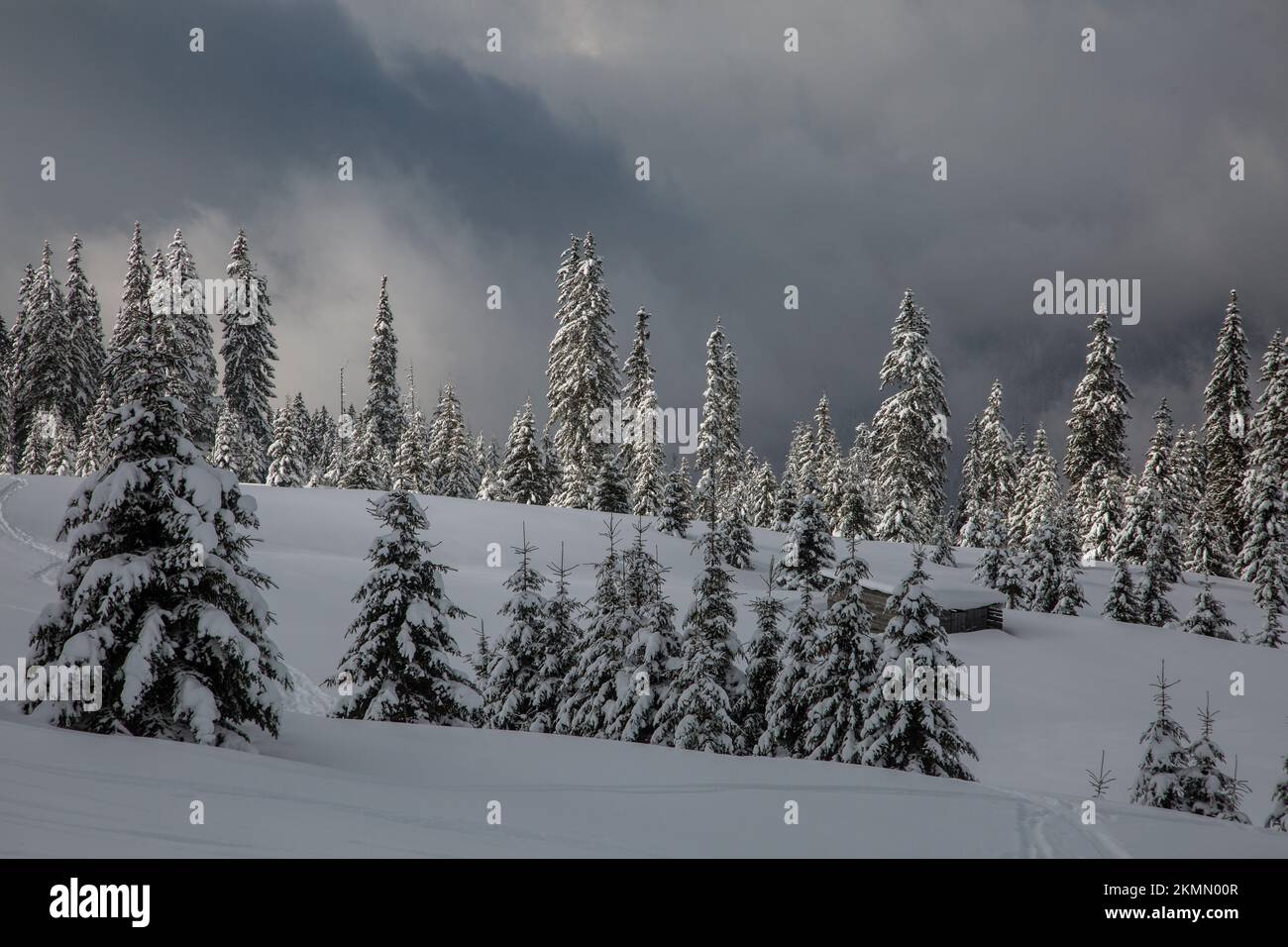 Fichten bedeckt mit weißem, flauschigem Schnee in den Winterbergen, Karpaten Stockfoto