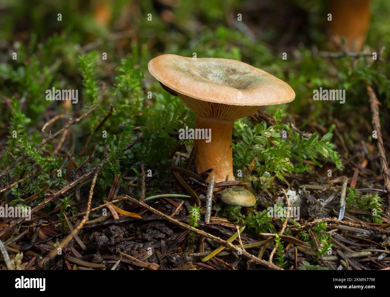 Ein Safranmilchpilz, Lactarius deliciosus var. Siehe Areolatus, aufgewachsen durch das Moos unter gemischten Nadelbäumen - Montana Stockfoto