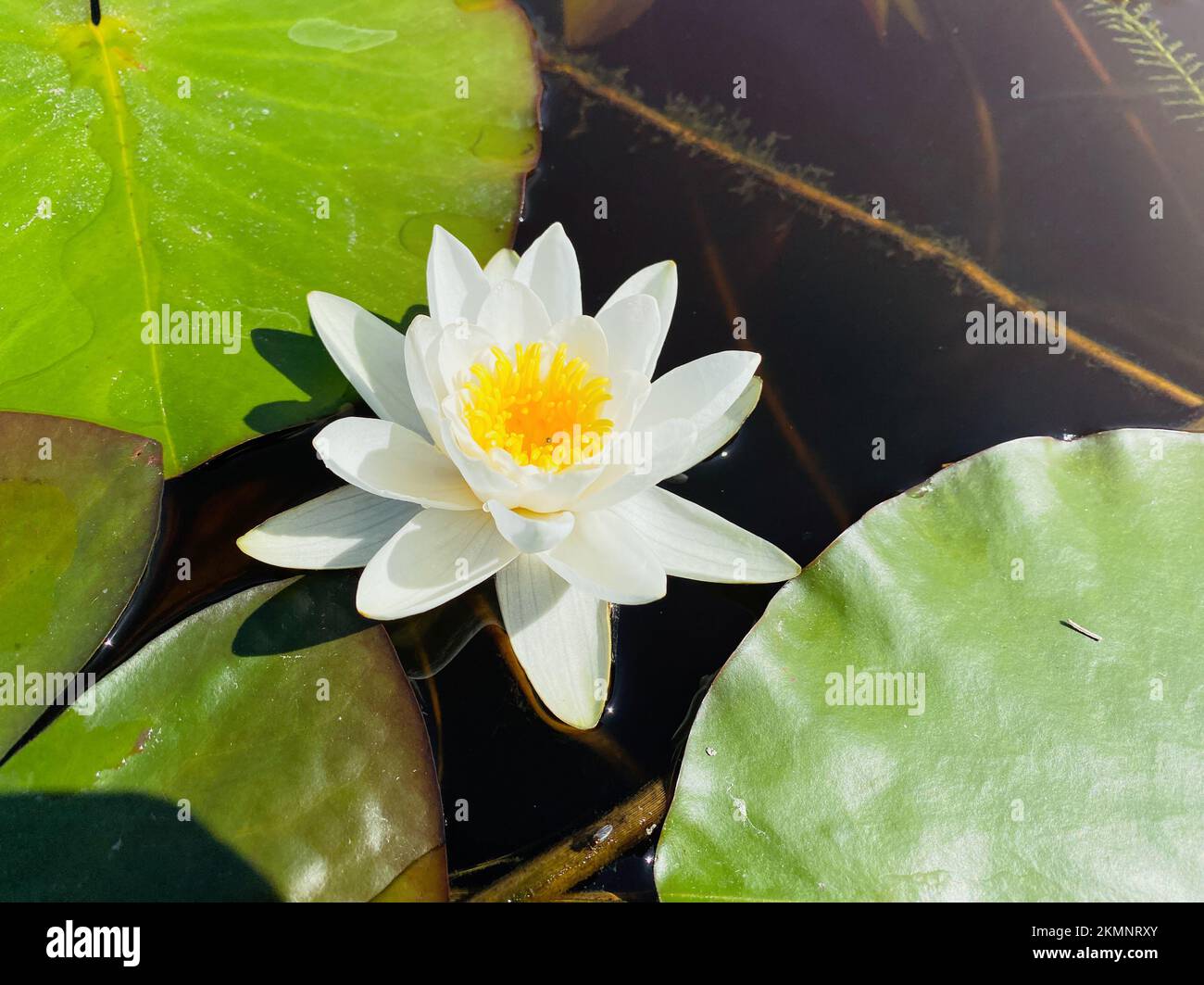 Weiße Wasserpflanze der Seerosenfamilie, die aus nächster Nähe auf dem Wasser schwimmt Stockfoto