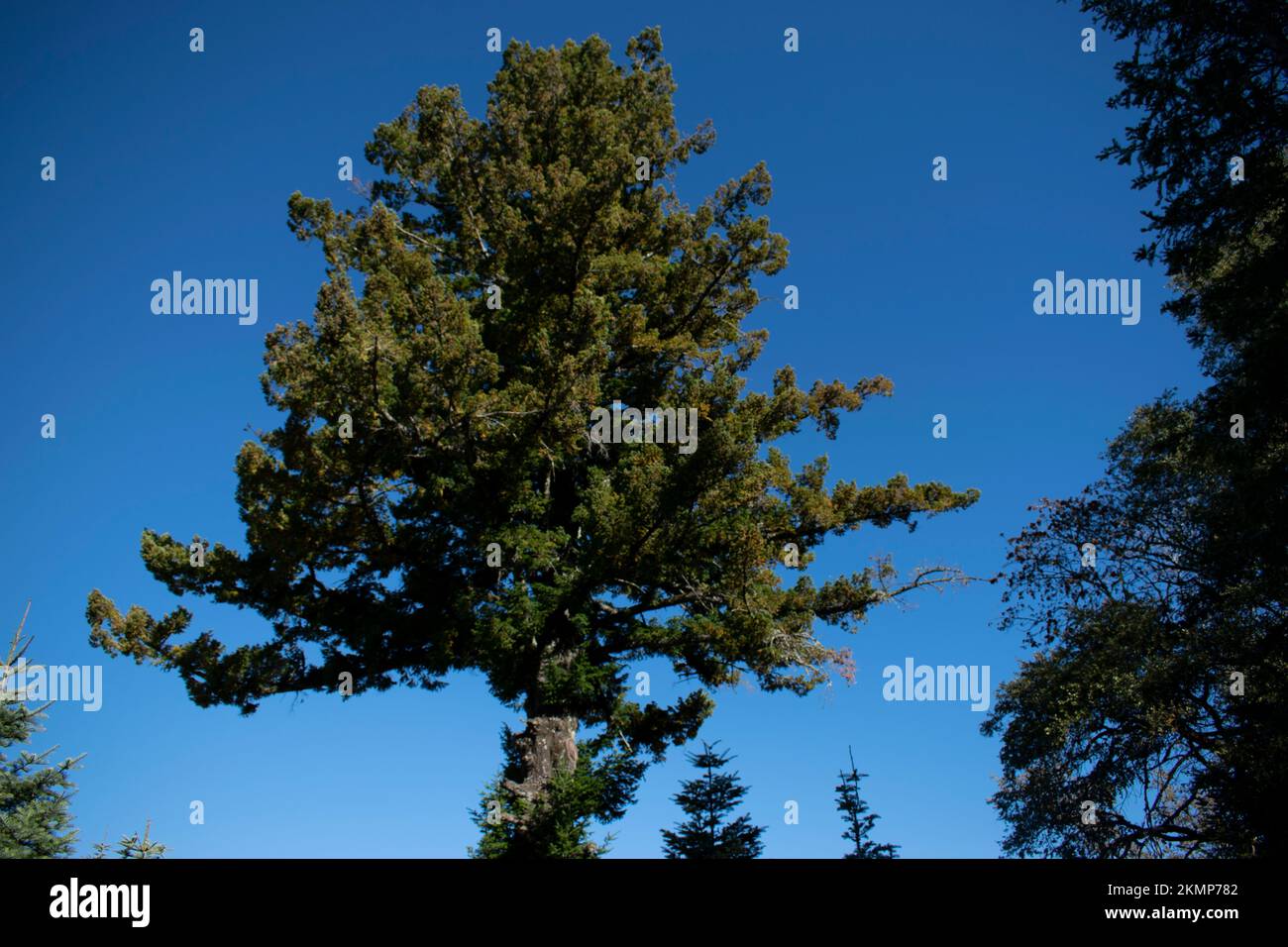 Baumlandschaft mit klarem blauen Himmel in den Bergen. Stockfoto