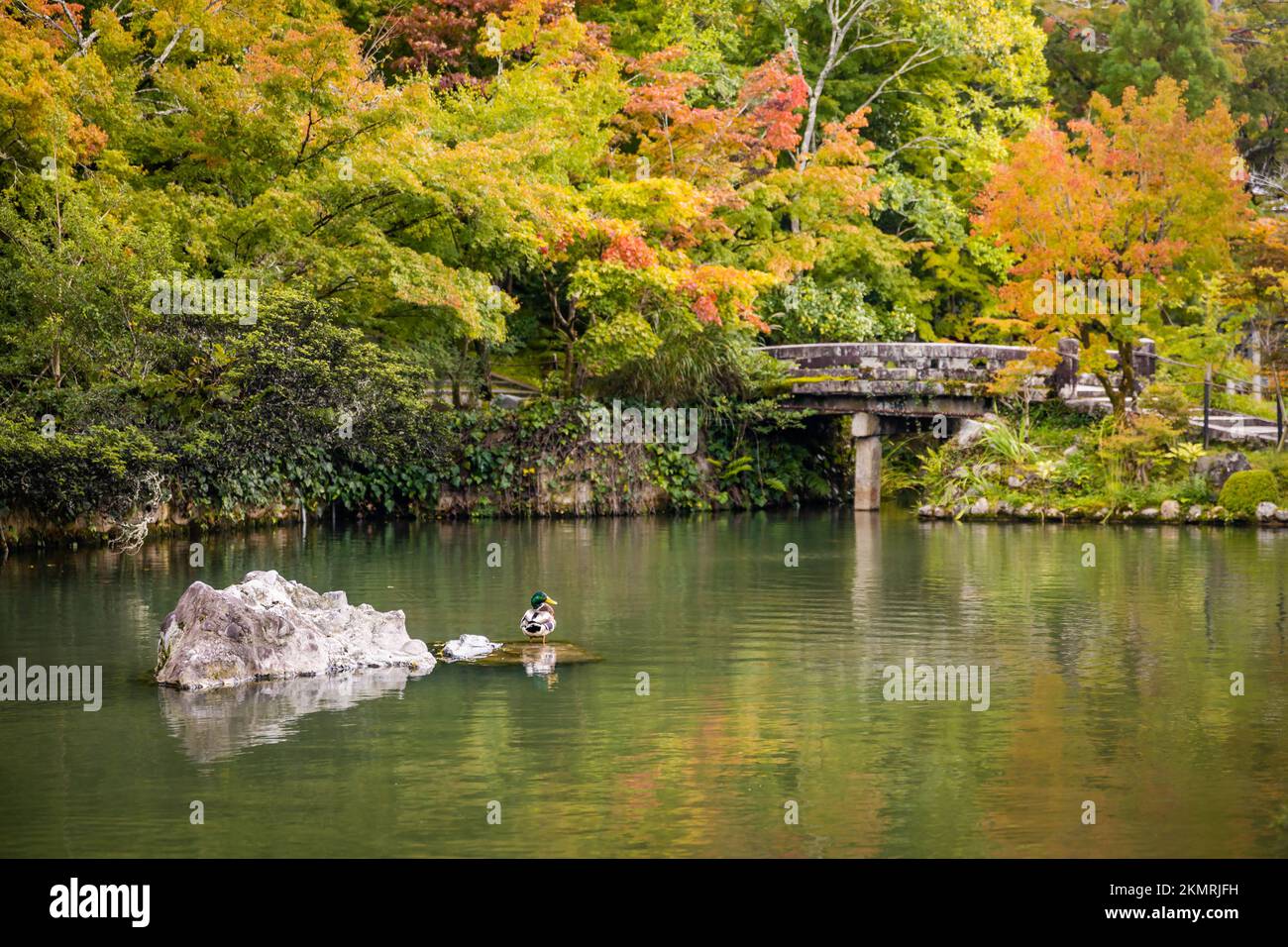 Wunderschöner Blick auf den See mit Ente im Eikando-Tempel im Herbst in Kyoto Japan. Übersetzung: Bentensha-Schrein Stockfoto