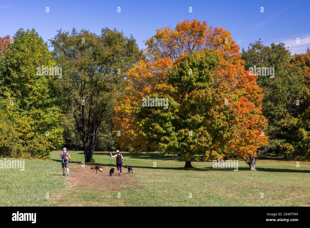 2 Personen und 3 Hunde, die im Herbst mit Ahorn wechselnden Farben laufen, Brandywine Creek State Park, Delaware Stockfoto