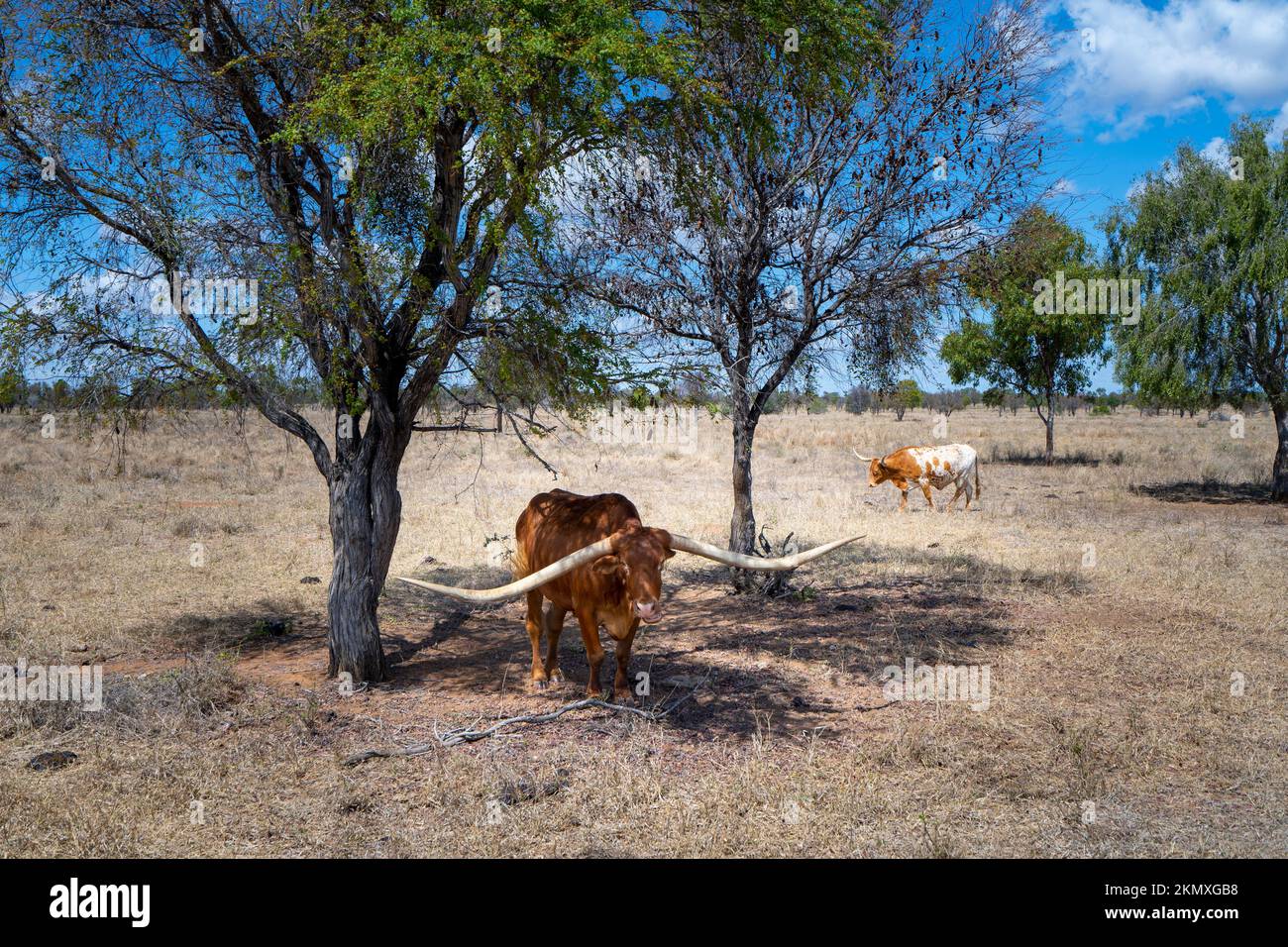 Texas Longhorn-Rinder stehen im Schatten eines Baumes, um der Sommerhitze zu entkommen. North Queensland, Australien Stockfoto