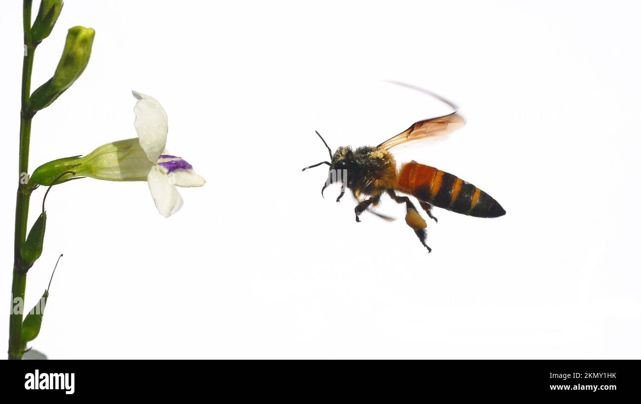 Riesige Honigbiene, die Nektar auf weißem chinesischem Violett oder coromandel sucht, oder schleichender Fuchshandschuh ( Asystasia gangetica ) blühen auf einem Feld, das auf Weiß isoliert ist Stockfoto