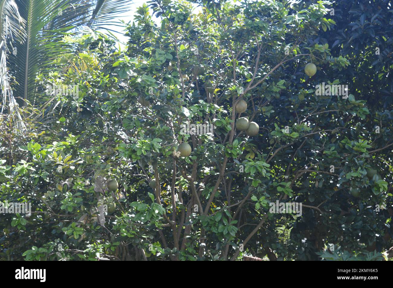 Grapefruitbaum. Stockfoto