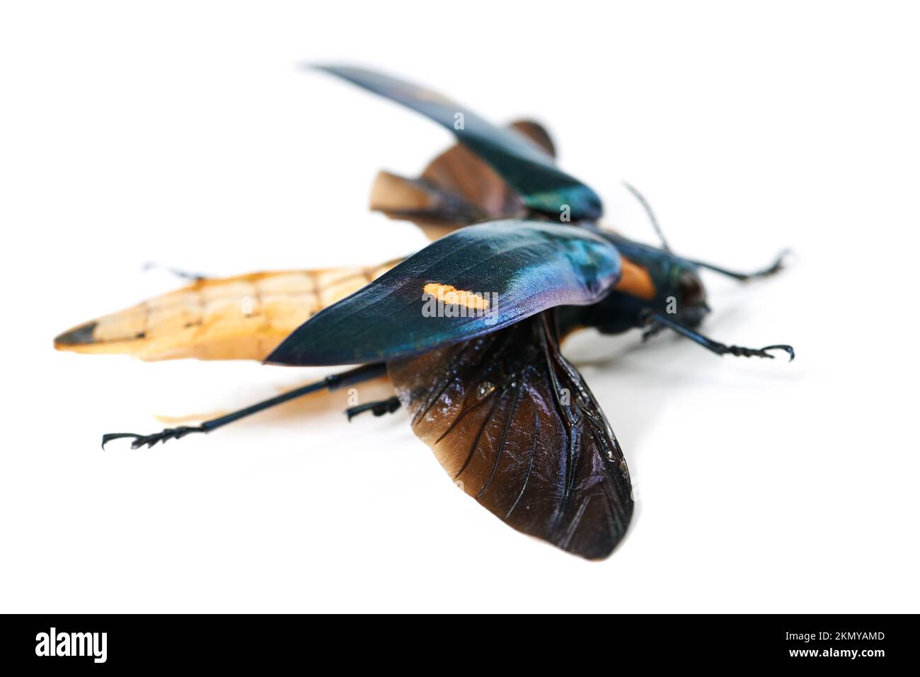 Ich weiß, ich bin nicht so hübsch wie ein Schmetterling... Studio-Aufnahme einer Motte isoliert auf Weiß. Stockfoto