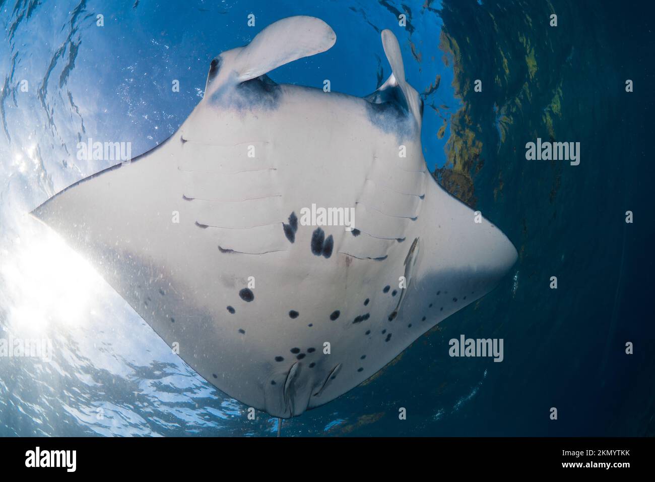 Riffmanta - Mobula alfredi schwimmt über dem Korallenriff Stockfoto