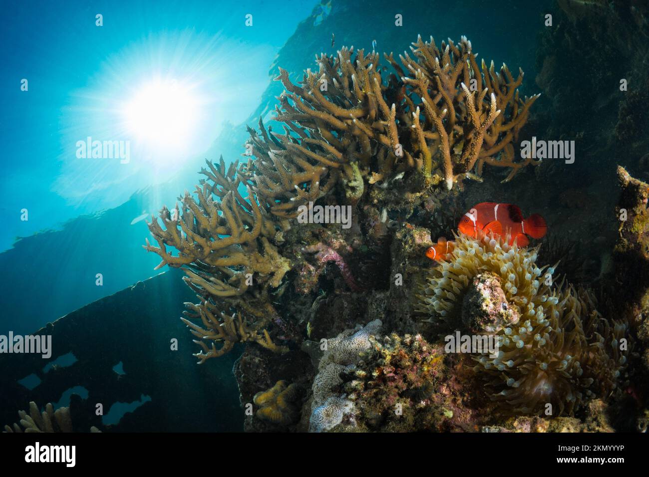 Unberührter, gesunder Hartkorallengarten am flachen Korallenriff im Indo-pazifik Stockfoto