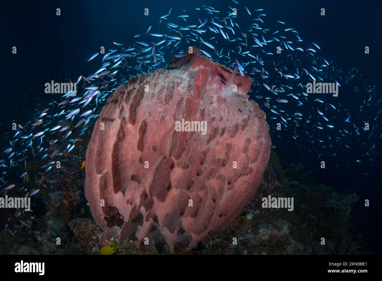 Ultimative Artenvielfalt des Indo-pazifiks mit tropischen Fischen über einem gesunden und reichlich vorhandenen Korallenriff-Ökosystem. Stockfoto