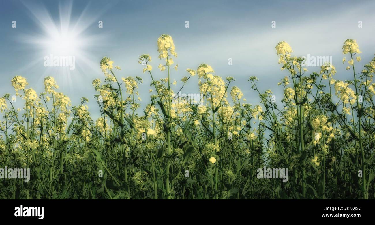 Sonnenschein. Ein Feld gelber Wildblumen, das in der Sonne wächst - ein fotografischer Effekt. Stockfoto