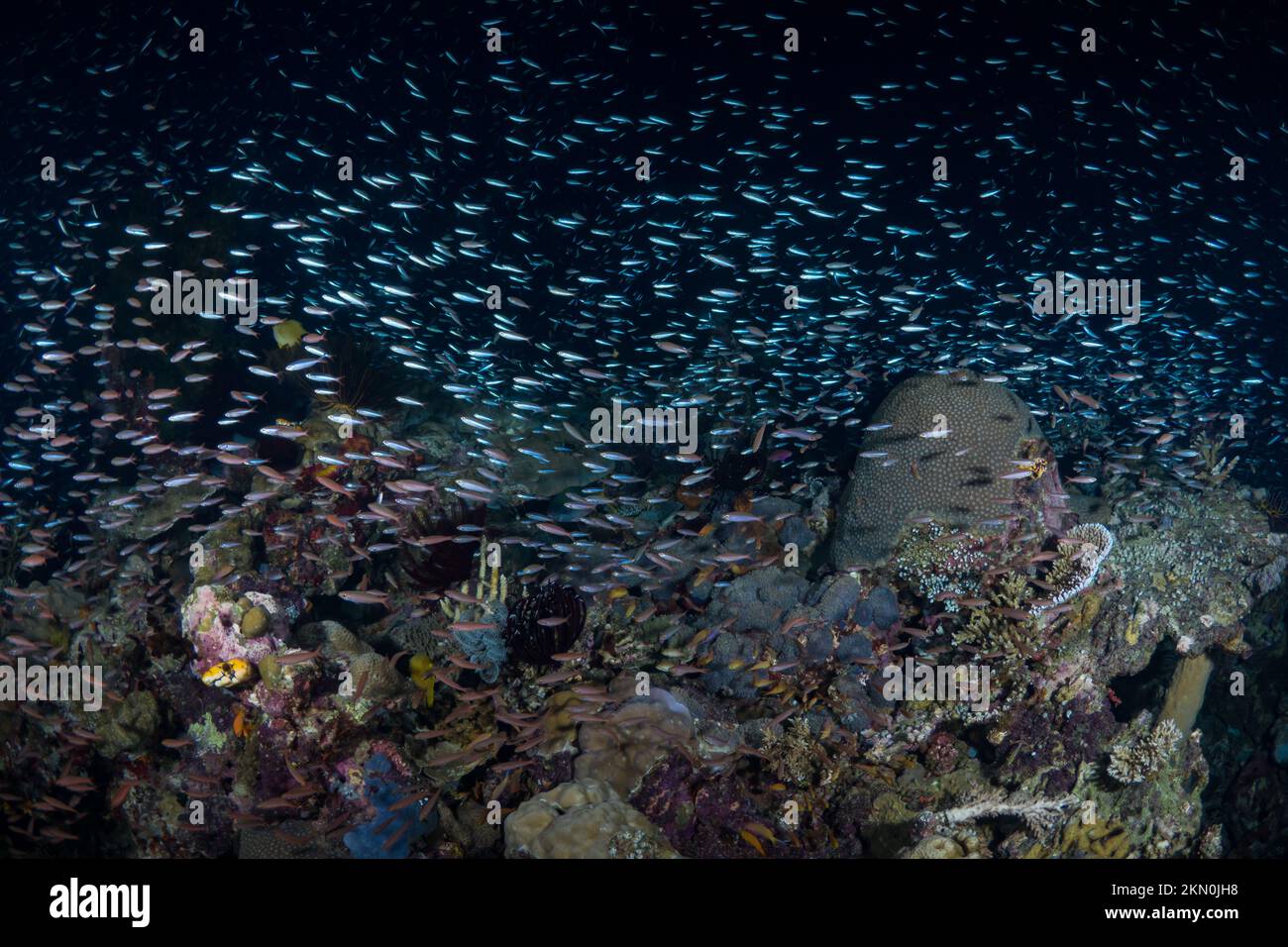 Ultimative Artenvielfalt des Indo-pazifiks mit tropischen Fischen über einem gesunden und reichlich vorhandenen Korallenriff-Ökosystem. Stockfoto