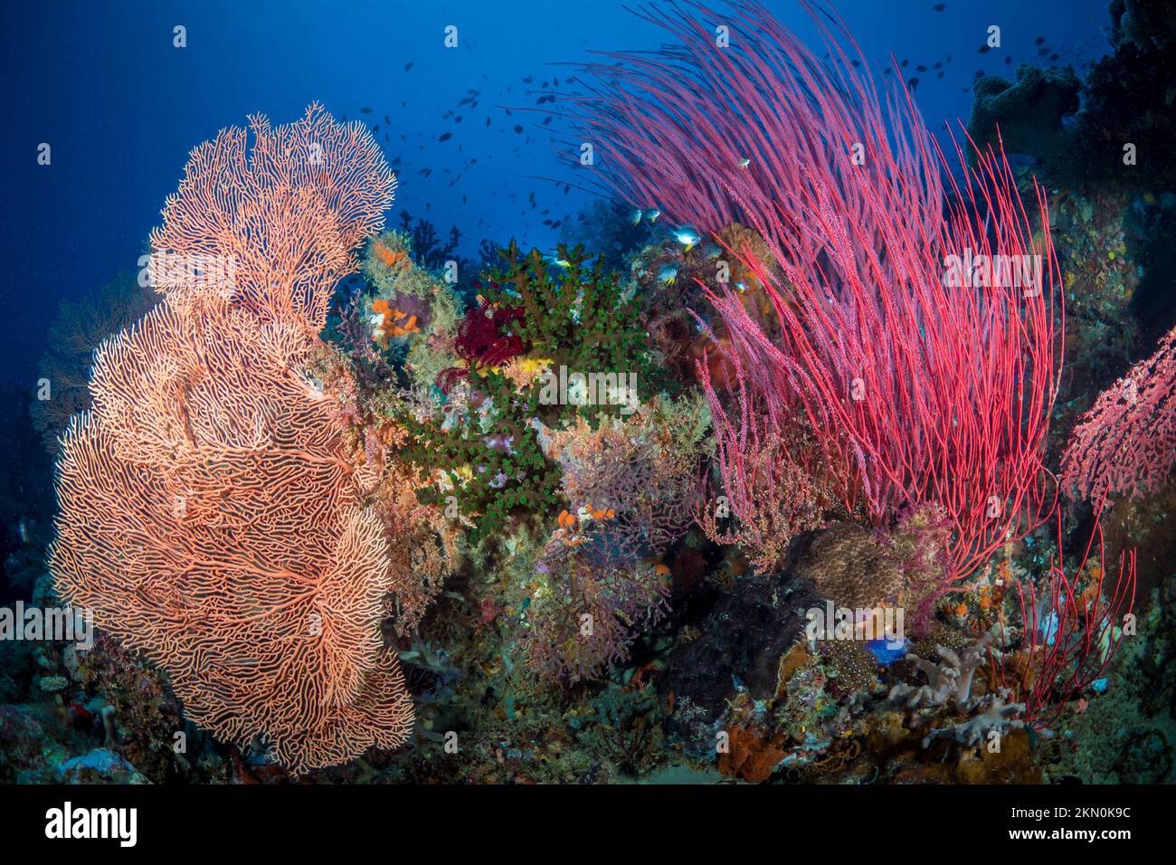 Große Korallen wachsen auf gesunden bunten Korallenriffen Stockfoto