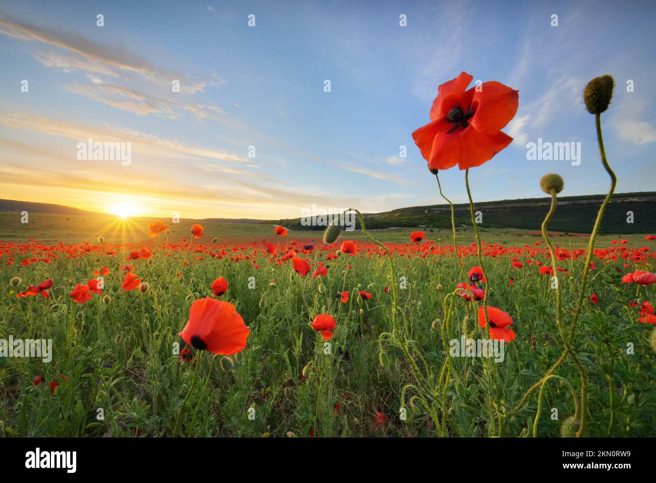 Im Mohnfeld während des Sonnenuntergangs. Naturzusammensetzung. Rotes Mohnblumenporträt auf grüner Wiese auf blauem Himmelshintergrund. Stockfoto
