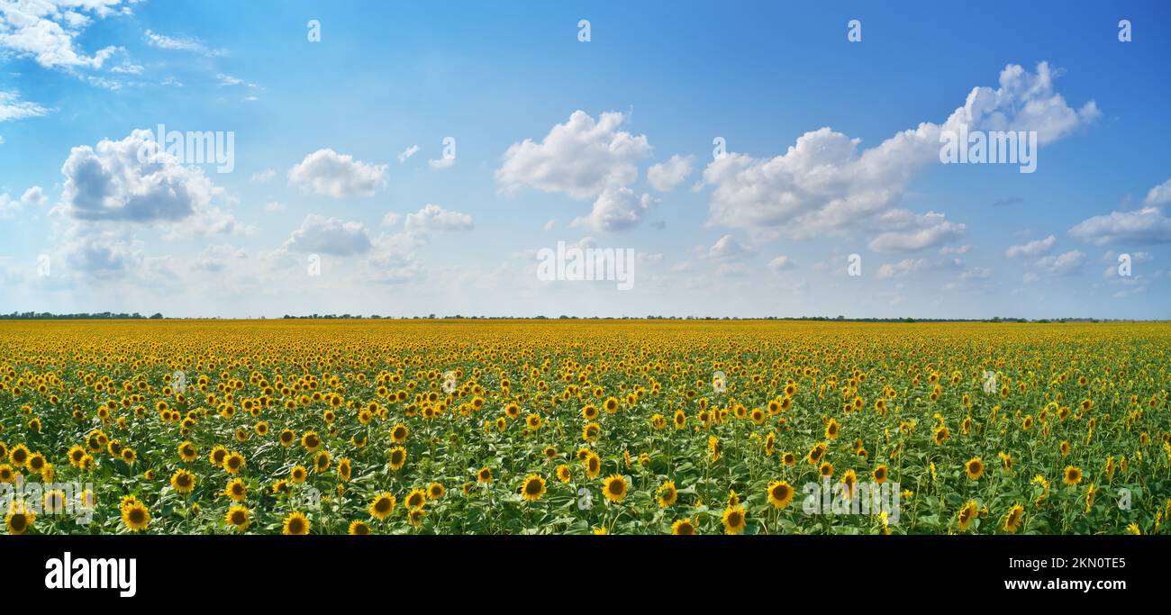 Panorama der Sonnenblumen-Wiese. Zusammensetzung der Natur. Stockfoto