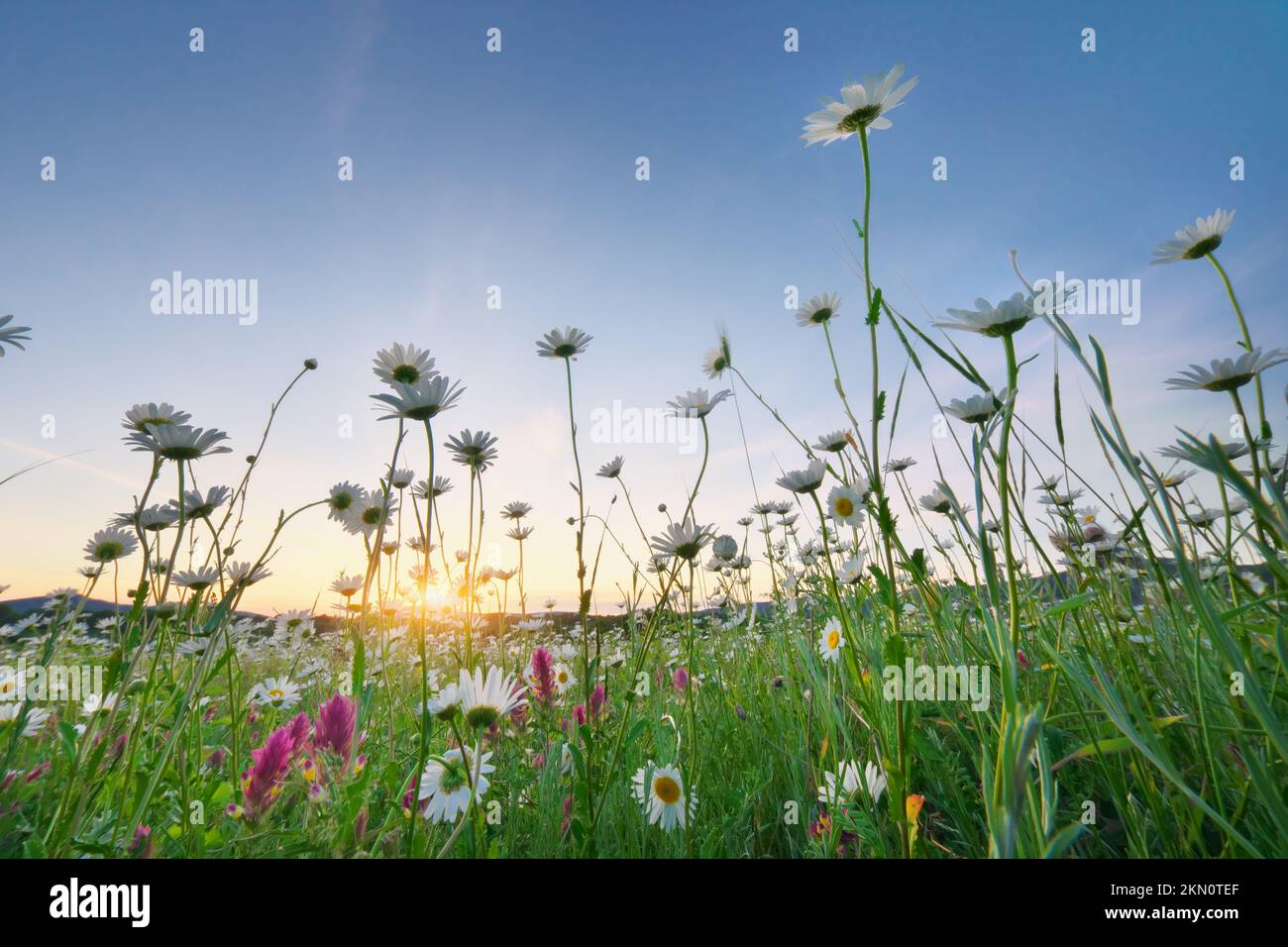 Kamillenblüten während des Sonnenuntergangs. Naturszene im Frühling. Stockfoto
