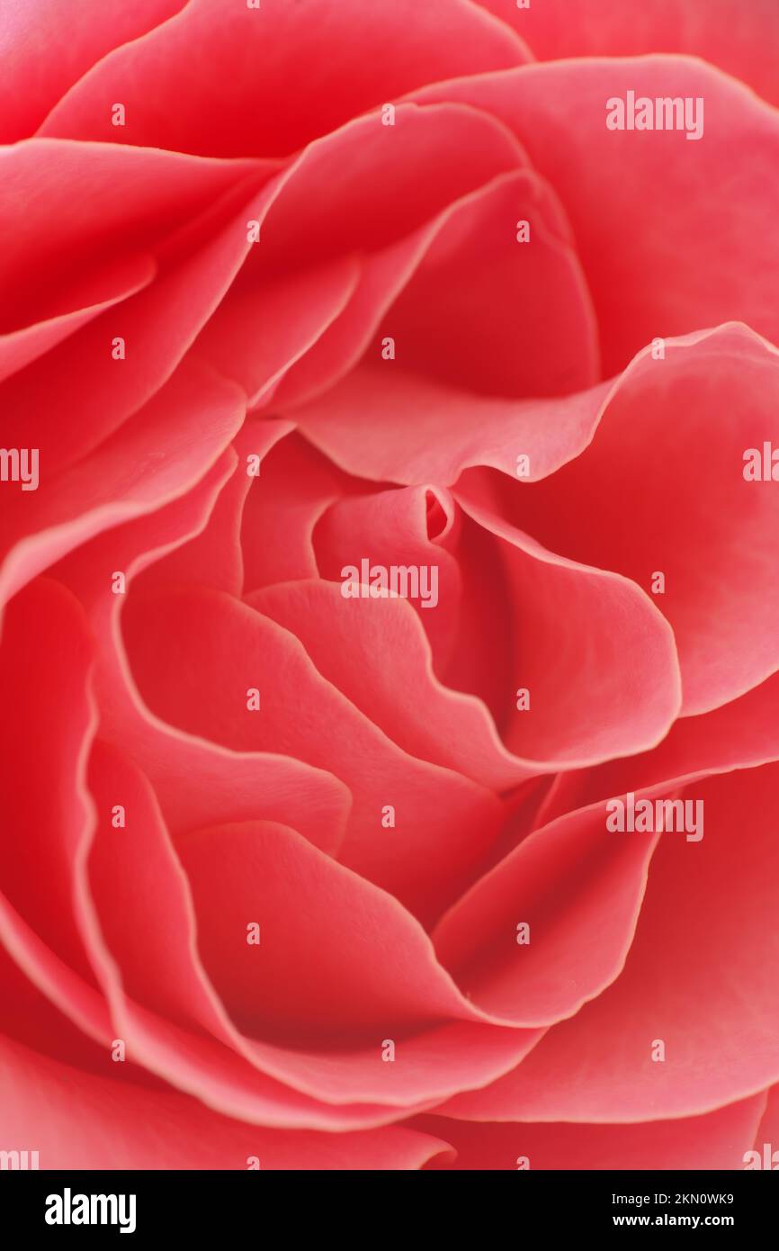 Rose Nahaufnahme. Natur und Makrozusammensetzung. Stockfoto