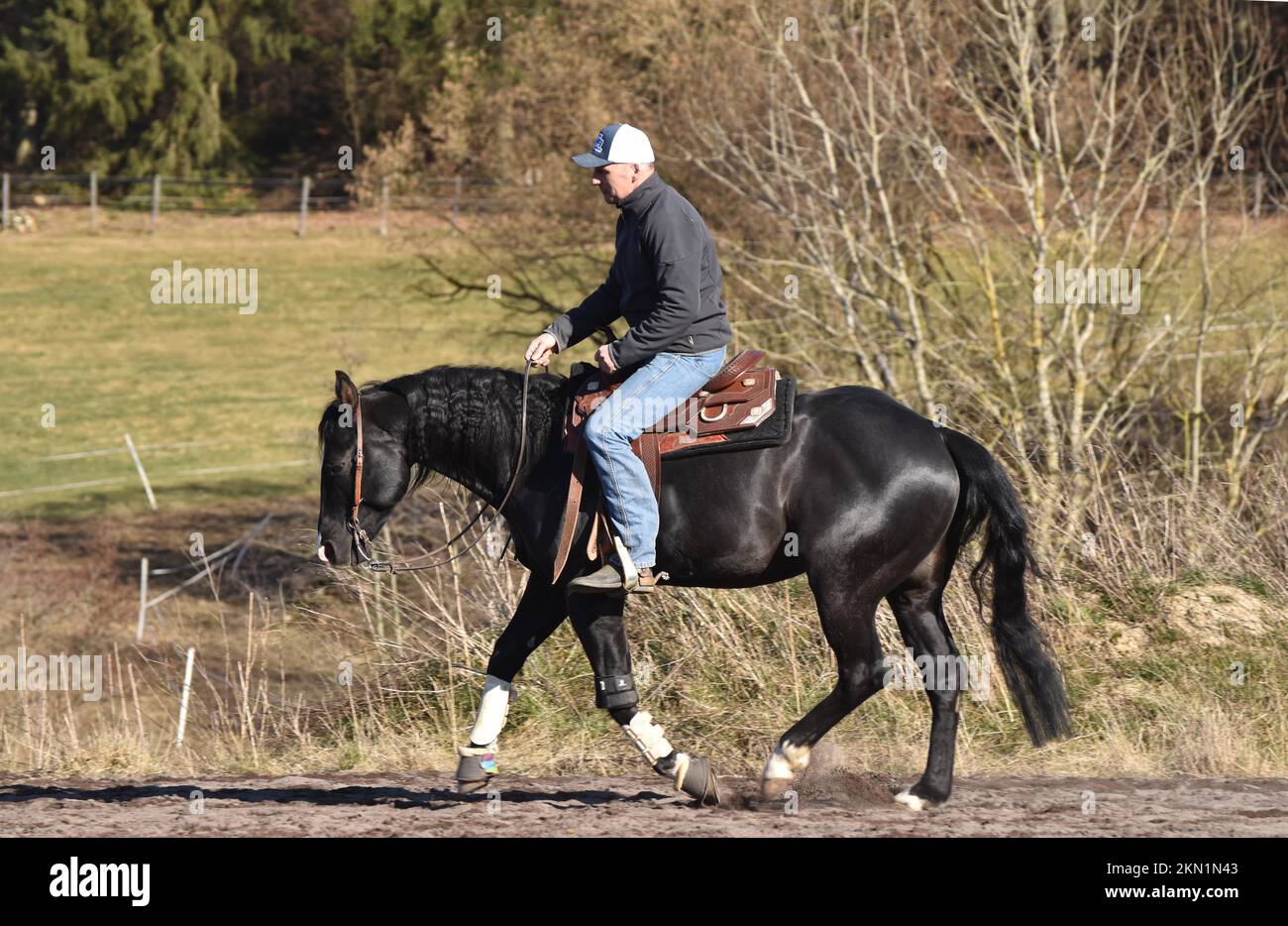 Schwarzer Hengst der westlichen Rasse American Quarter Horse während