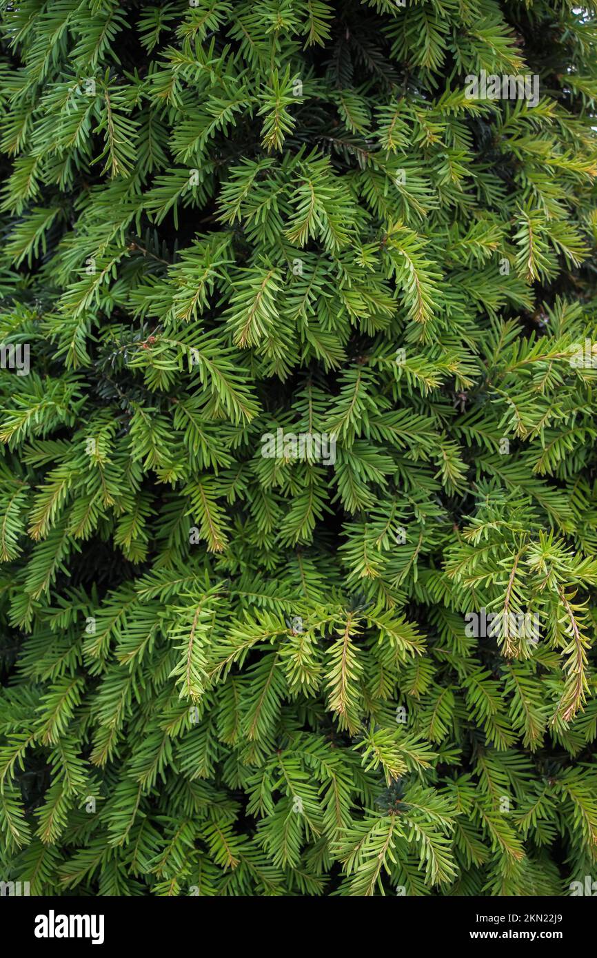 Grüne Blätter als Natur Hintergrund Textur Stockfoto