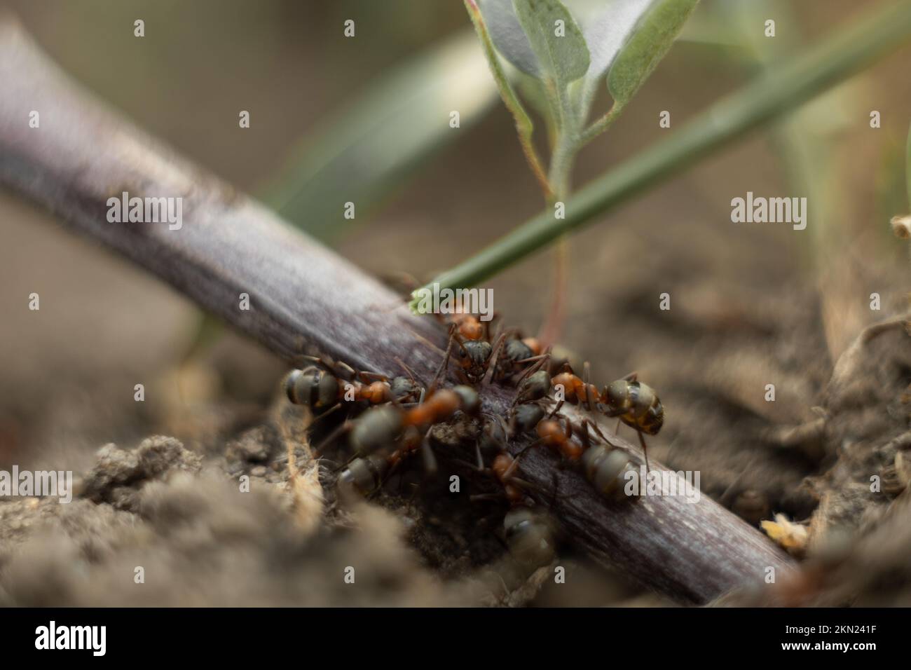 Makrofoto einer Ameise. Die Ameise trinkt Wasser. Stockfoto