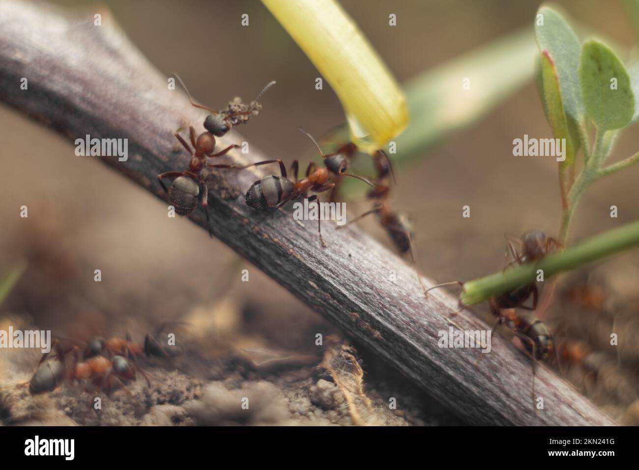 Makrofoto einer Ameise. Die Ameise trinkt Wasser. Stockfoto