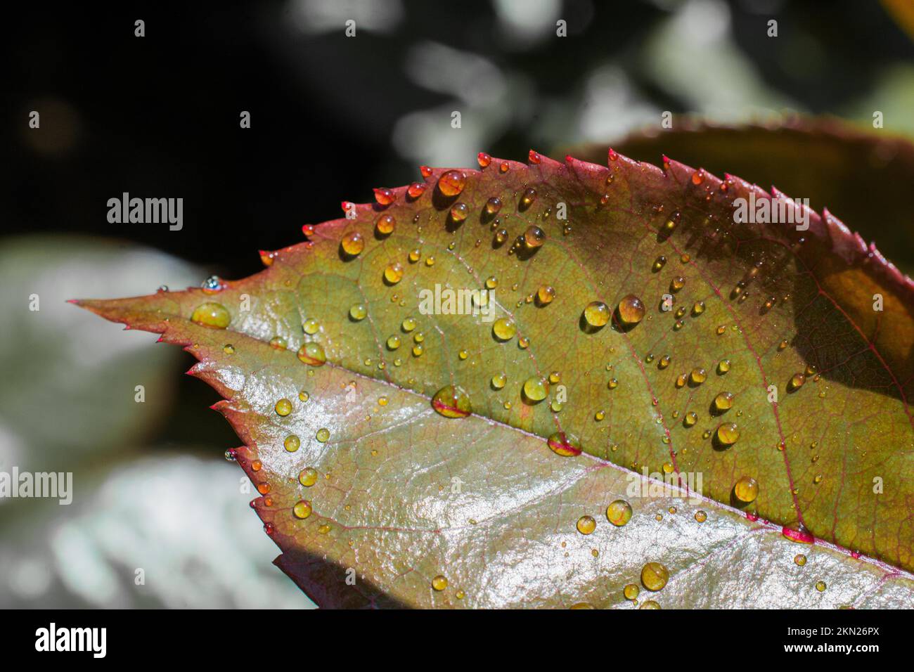 Grüne Blätter als Natur Hintergrund Textur Stockfoto