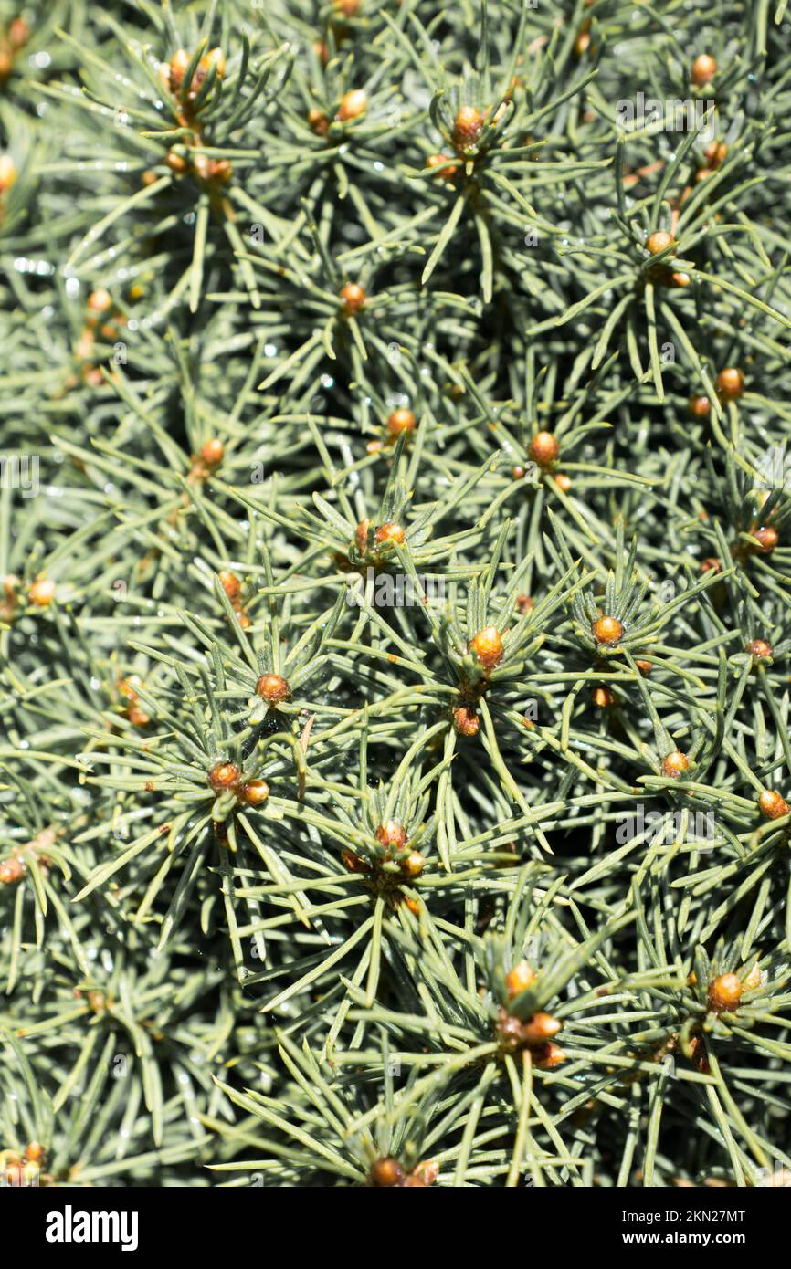 Grüne Blätter als Natur Hintergrund Textur Stockfoto