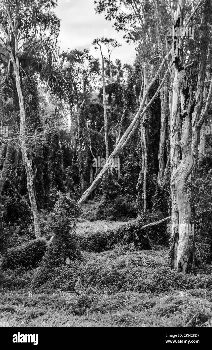 Schwarzweiß-Foto auf einer altmodischen Outdoor-Szene mit unberührtem Buschland. Aufgenommen: Murrumba Downs, Queensland, Australien Stockfoto