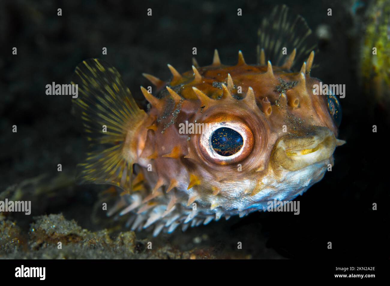 Wunderschöner Kugelfisch, der über einem gesunden Korallenriff im Indo-Pazifik schwimmt Stockfoto