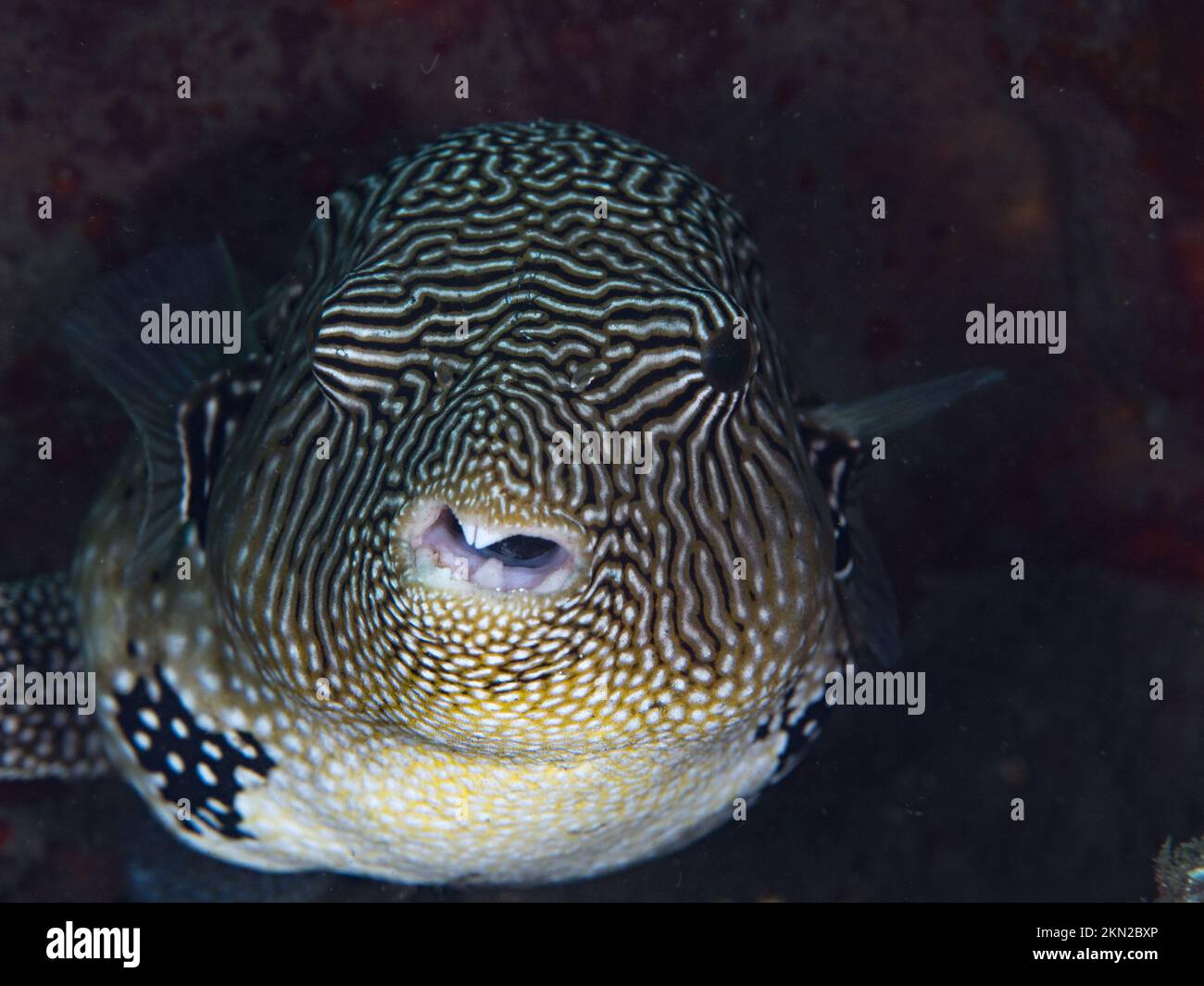 Wunderschöner Kugelfisch, der über einem gesunden Korallenriff im Indo-Pazifik schwimmt Stockfoto